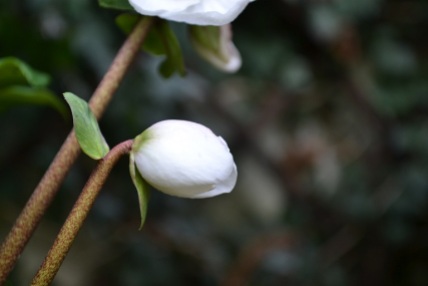 bouton blanc fleuri