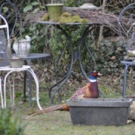un faisan au jardin