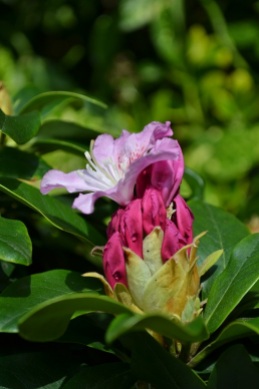 Rhododendron en boutons