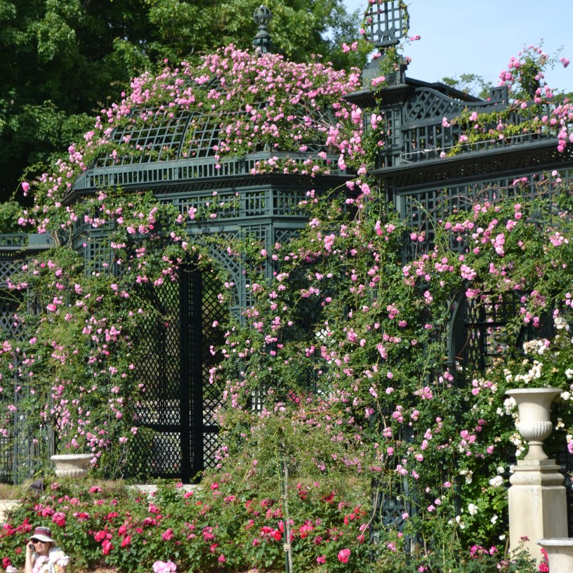 Dôme couvert de roses Alexandre Girault