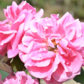roses de la Roseraie du Val de Marne