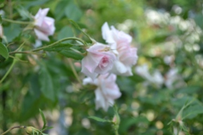 petites roses de la Roseraie du Val de Marne