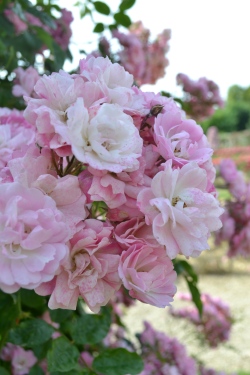 Roses de la Roseraie du Val de Marne