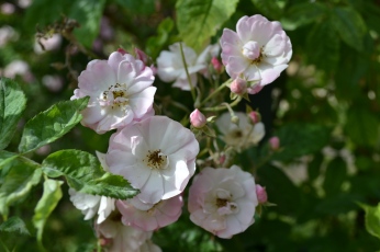 roses simples de la Roseraie du Val de Marne