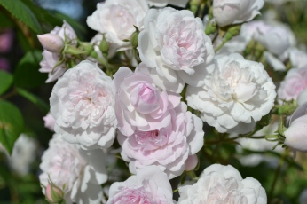 Roses pâles de la Roseraie du Val de Marne