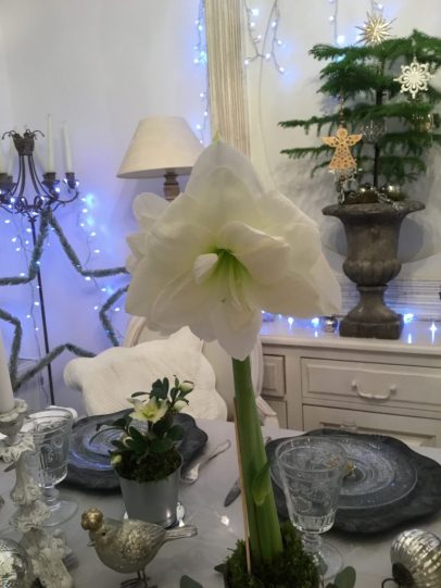 amaryllis blanc