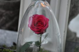 rose de l'amour