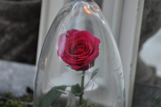 rose de l'amour