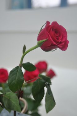 rose courbée