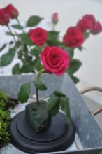 rose plantée dans le mousse