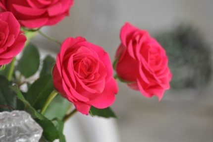 rose loves