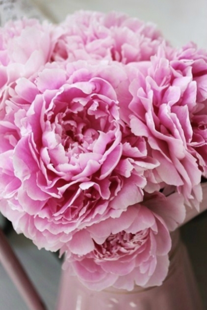 bouquet-pivoine-rose