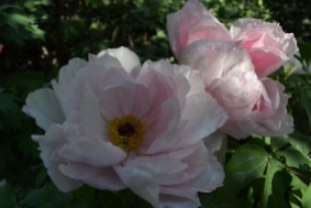 pvoine-rose-arbustive
