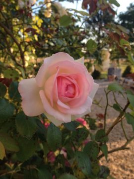 Jardin avec Rose de Ronsard