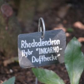 etiquette-rhododendron