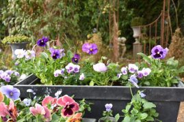 jardinière de pensées violettes