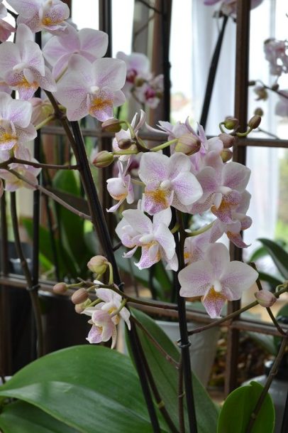 Orchidée botanique