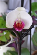 orchidée pourpre et blanche