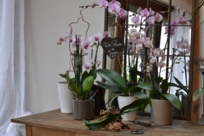 orchidée hors du pot