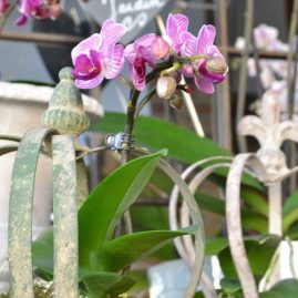 orchidee (7)