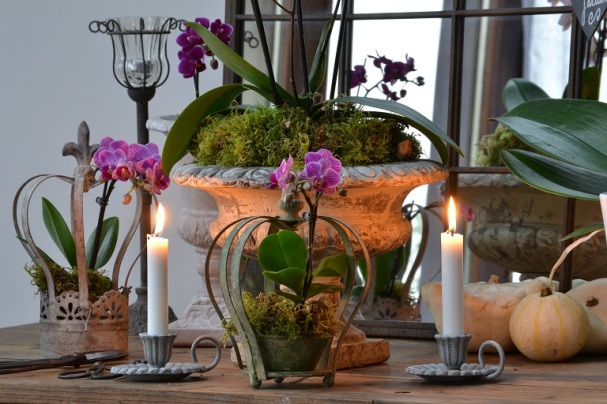 des orchidées lumineuses