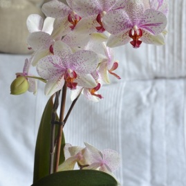 orchidee-pointille