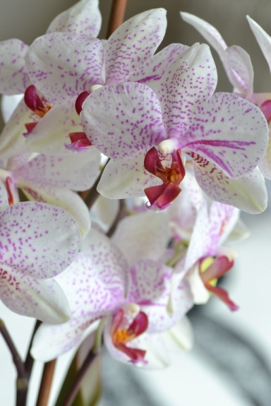orchidee-pointillee