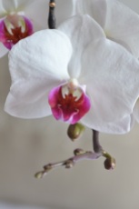orchidée coeur pourpre