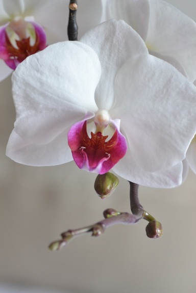 orchidée coeur pourpre