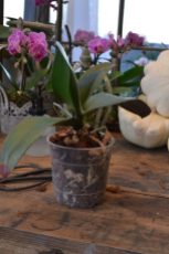 orchidée remptée