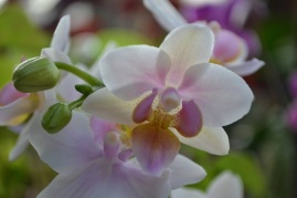 orchidee-rose-pale-blanche