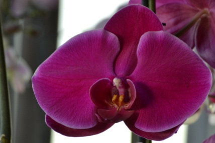 orchideepourpre