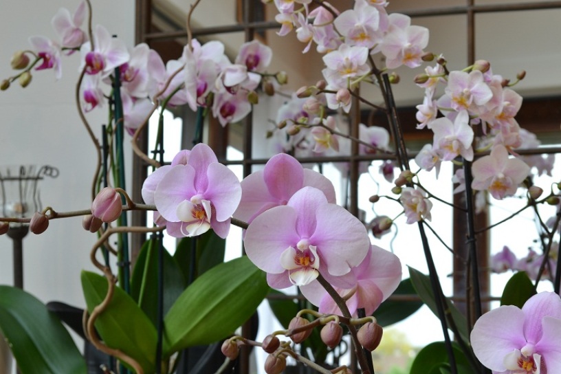 orchidees-melangees