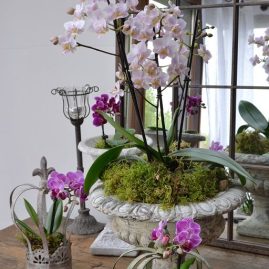 orchids (47)