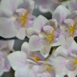orchids (62)