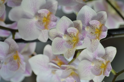 orchids (62)