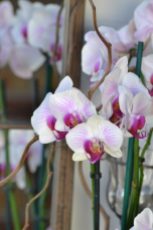 orchidée strillée