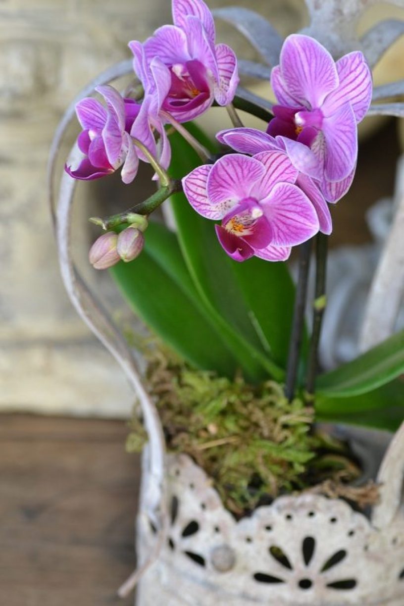 orchidée strillée