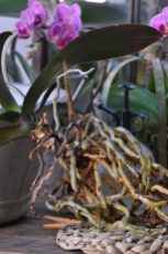 racines d'orchidée