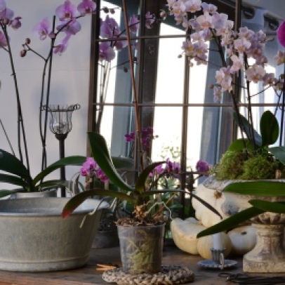 rempotage d'orchidée