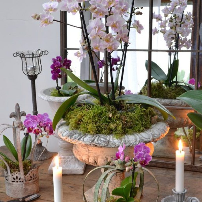vase-orchidee