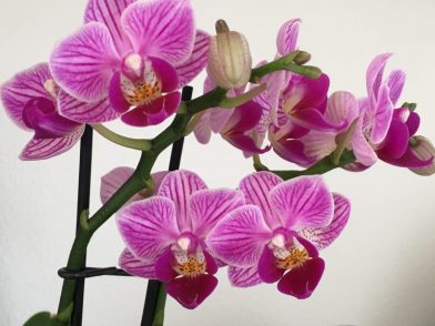 Orchidée rose fuschia