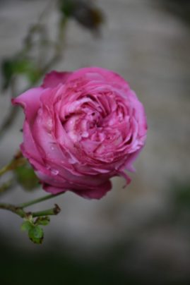 Rose Cyclamen Pierre de Ronsard