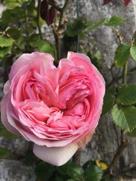 Rose Pierre de Ronsard en coeur