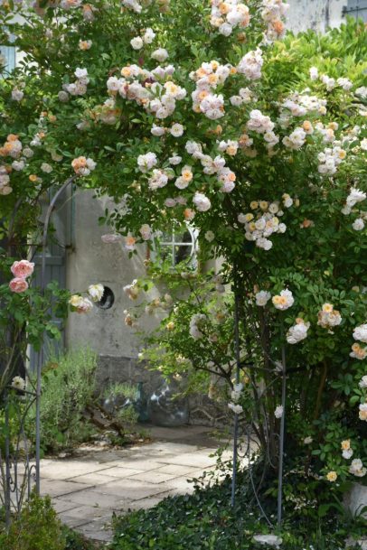 arche de roses Ghislaine de Féligonde