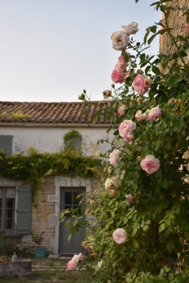façade roses