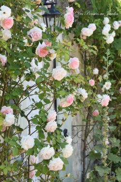 roses Pierre de Rossard