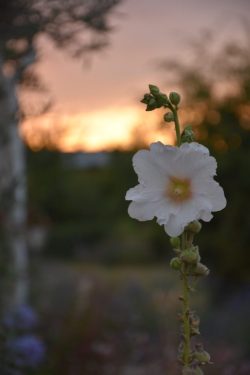 rose trémière coucher de soleil